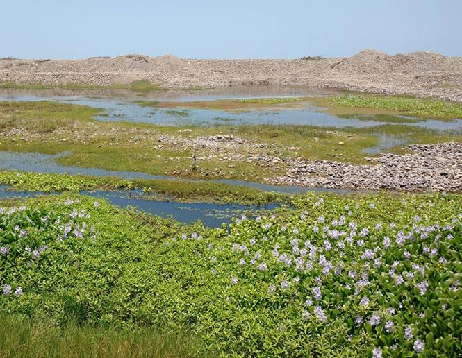 marismas de agua dulce