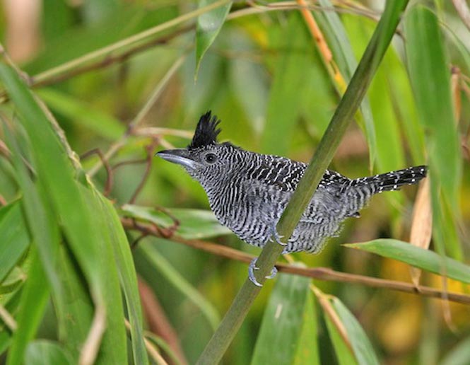 bambú