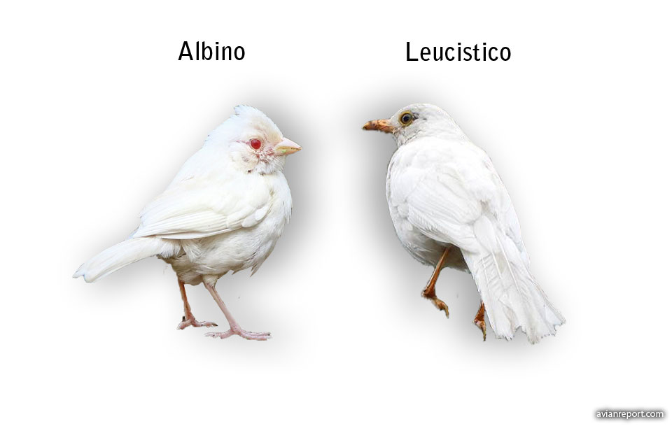 albinismo en aves