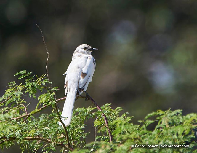 leucismo en aves