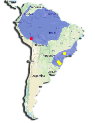 gavilán de vientre gris rango geografico