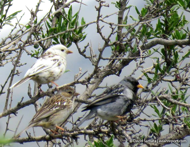 leucismo en aves