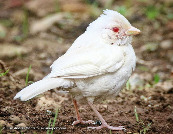 albinismo en aves