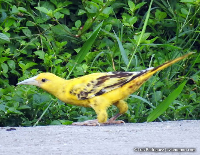 xantocromismo en aves