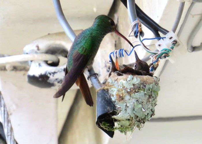 aves urbanas