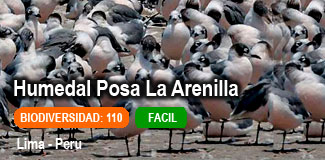 humedal costero posa la arenilla