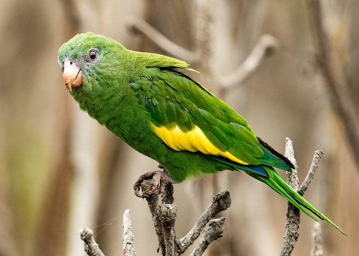 perico-pihuicho-lima