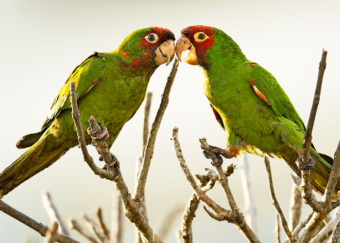 loros-cabeza-roja-lima
