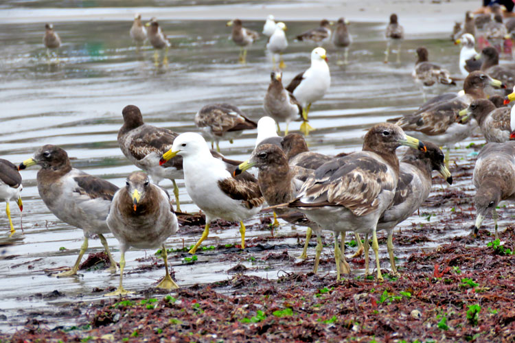 aves terminal pesquero de chorrillos