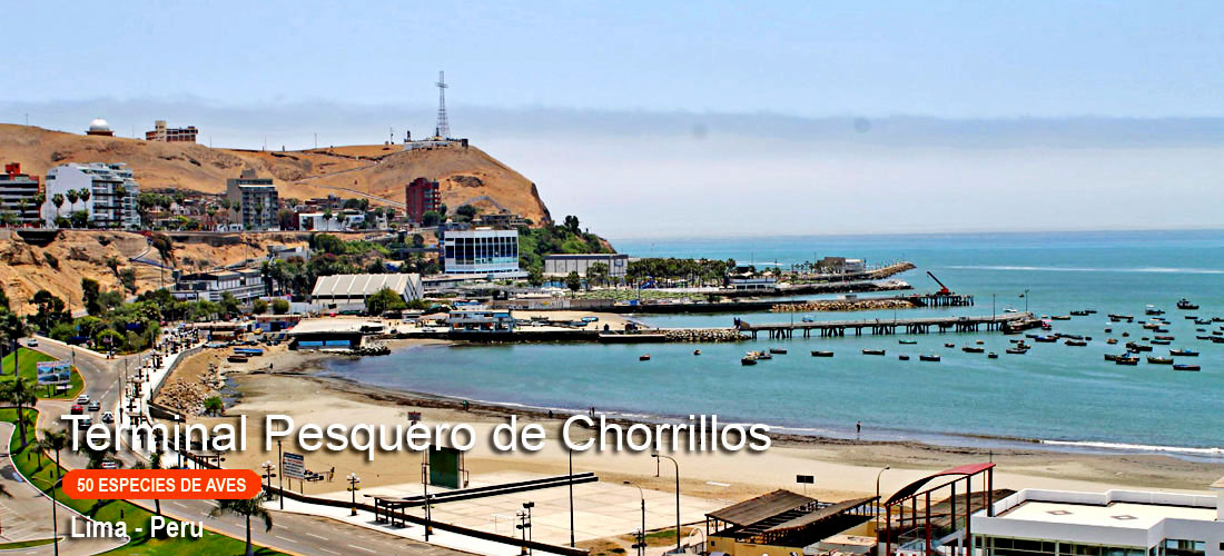 terminal pesquero de chorrillos