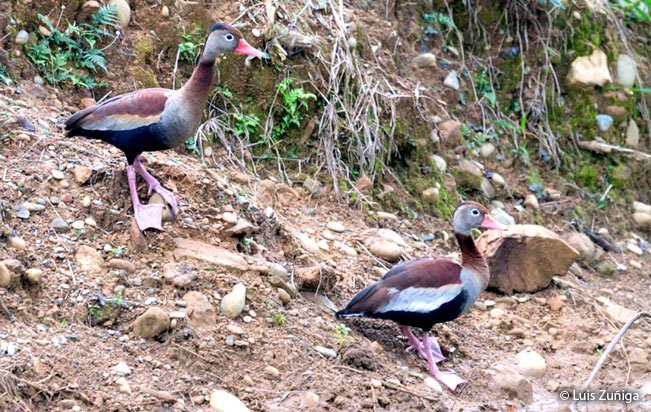 Black-bellied-Whistling-Duck