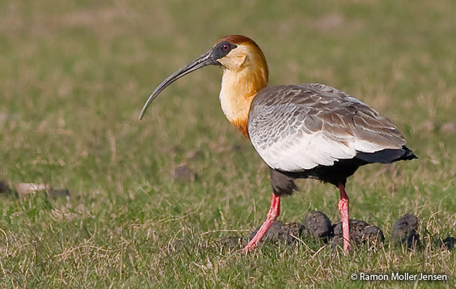 Buff-necked-Ibis