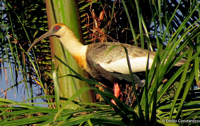 Buff-necked-Ibis