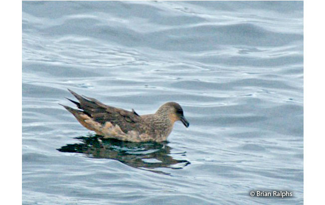 Chilean_skua