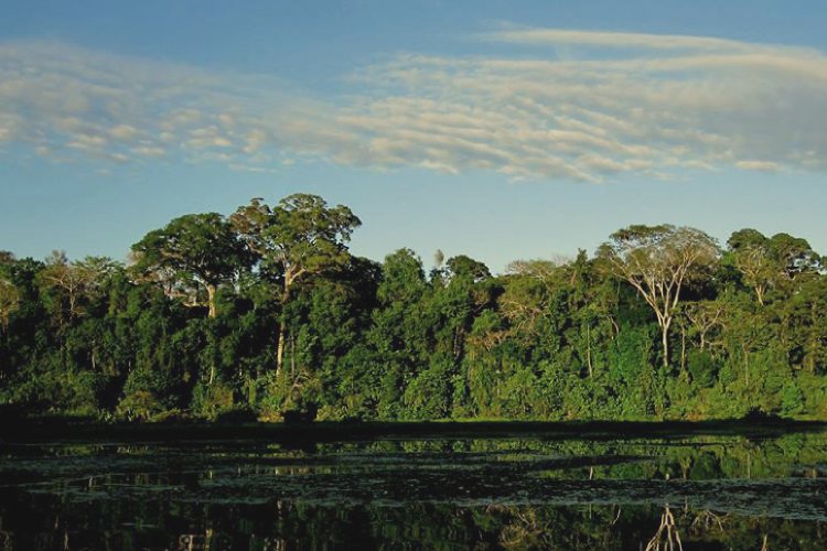 parque nacional yanachaga-chemillen Paujil