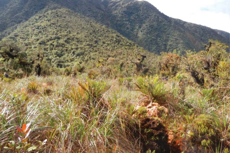 parque nacional yanachaga chemillen