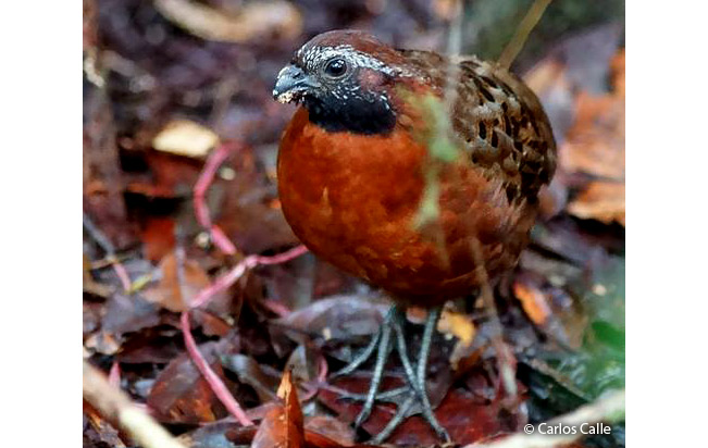 Rufous-breasted-Wood-quail