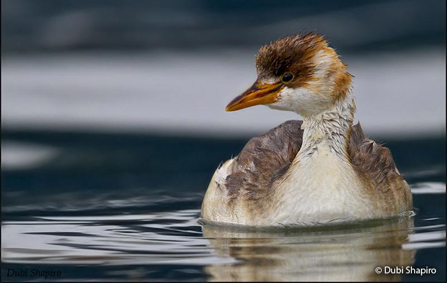 Titicaca-Grebe