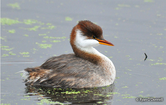 Titicaca-Grebe