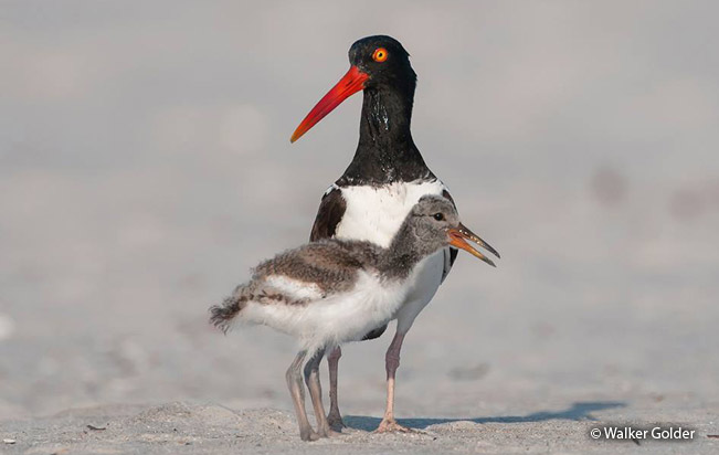 amrican_oystercatcher