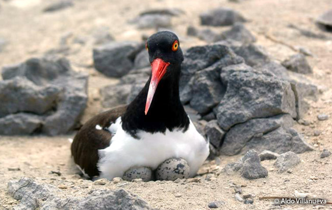 amrican_oystercatcher