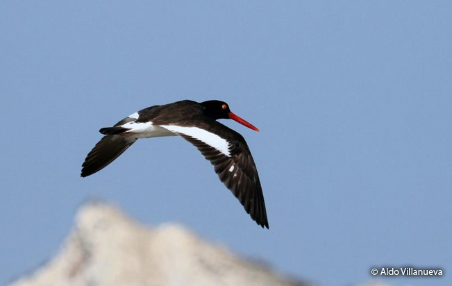 amrican_oystercatcher