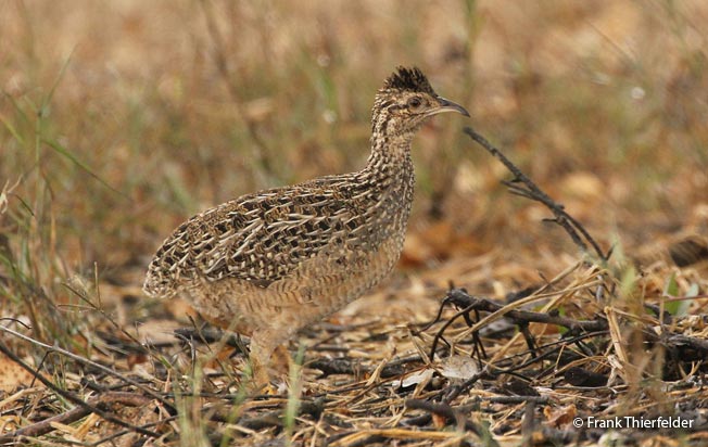 andean-tinamou