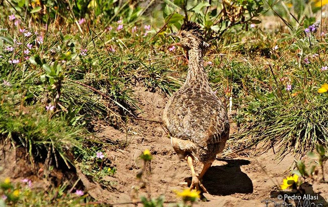 andean-tinamou