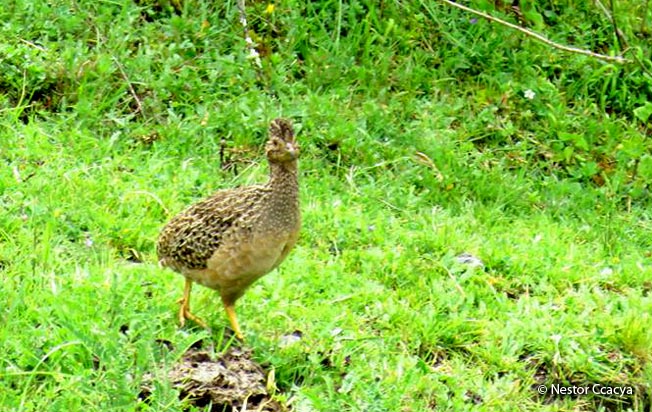 andean-tinamou