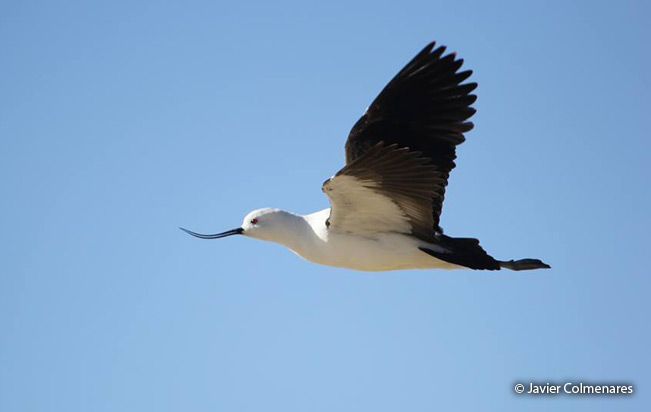 andean_avocet