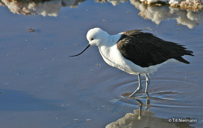 andean_avocet
