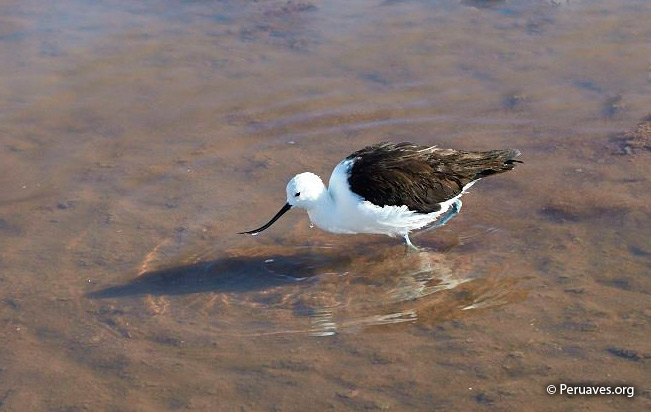 andean_avocet