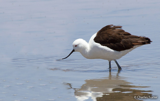 andean_avocet