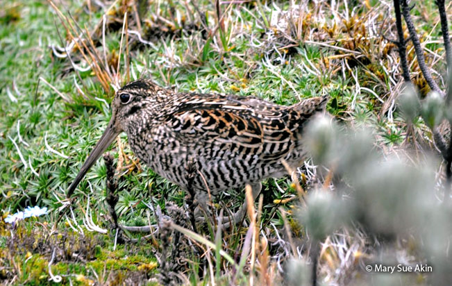 andean_snipe