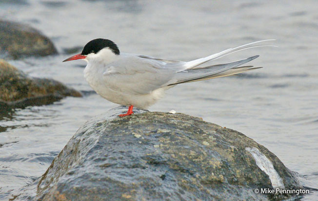 arctic-tern