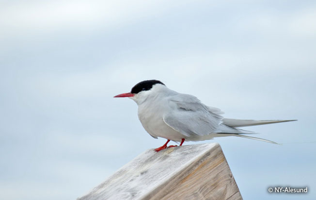 arctic-tern