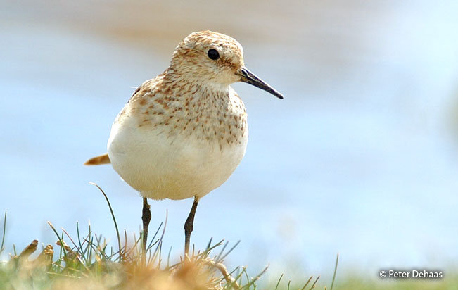 baird's_sandpiper