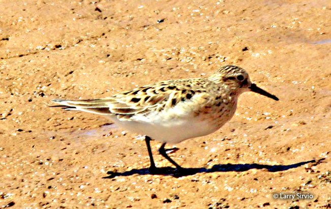 baird's_sandpiper