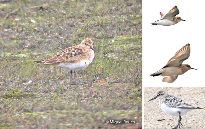 baird's_sandpiper
