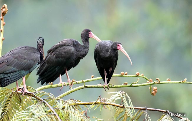 bare-faced_ibis