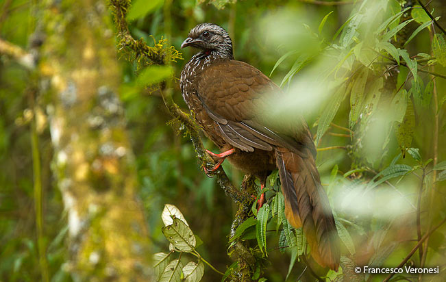 bearded-guan