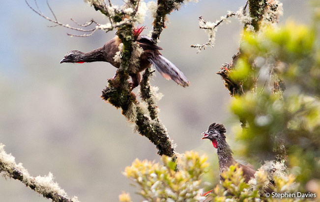 bearded-guan