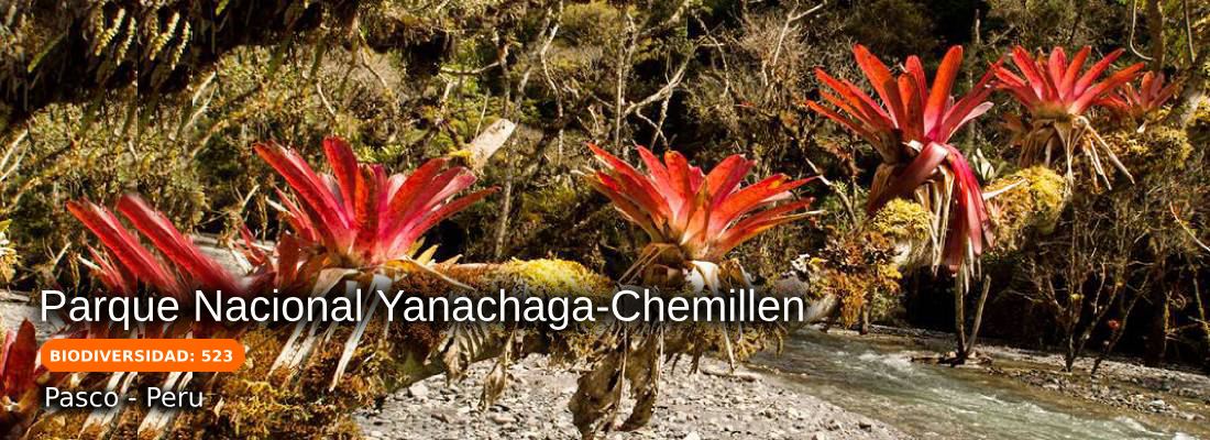 parque nacional yanachaga-chemillen