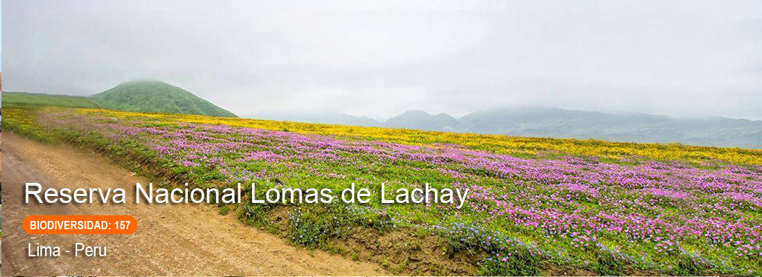reserva nacional lomas de lachay