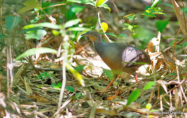 black-capped_tinamou