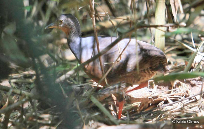 black-capped_tinamou