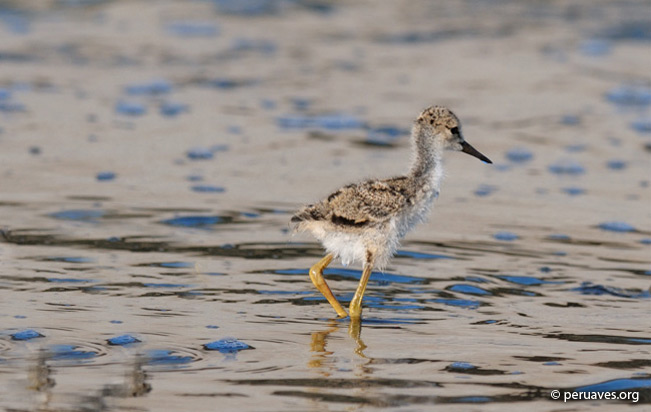 black-necked_stilt