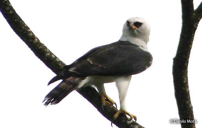 black_and_white_hawk-eagle