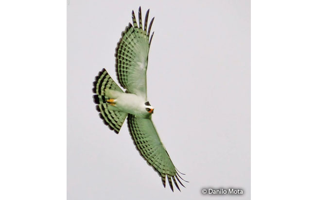 black_and_white_hawk-eagle