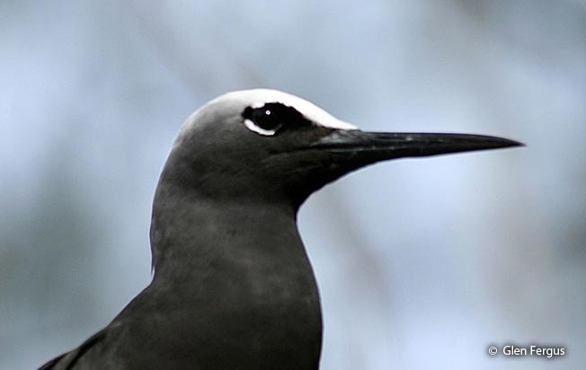 black_noddy